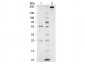Cat IgG (BULK ORDER)